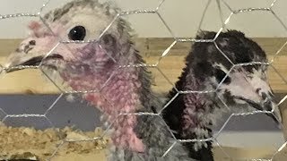 Raising Baby Turkey Poults - Part 2 Easy Turkey Poult Brooder Setup Part 2 3 6 Weeks