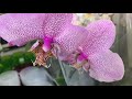 Завоз орхидей в Оби 16 сентября 2020г. Фронтера, Крис, Манхеттен, Сансет.. витрина переехала))