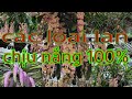 Tá P 10 LoẠI Lan Chá U NẠNg 100 Cà C LoẠI Lan Chá U NẠNg Tá T NhẠT Phong Lan Rá Ng Pv Tá P 10 LoẠI Lan Chá U NẠNg 100 Cà C LoẠI Lan Chá U NẠNg Tá T NhẠT Phong Lan Rá Ng Pv