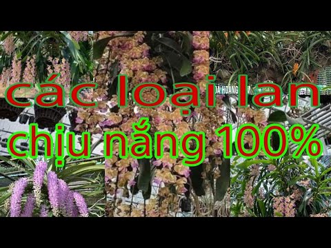 Video Tốp 10 loại lan chịu nắng 100%, các loại lan chịu nắng... - youtube