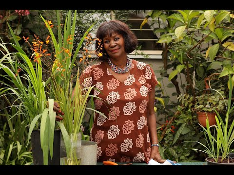 Video: Preventing Crocosmia Diseases - How To Treat Crocosmia Diseases