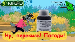 КРАСНЫМ СТЕРЖНЕМ по... НЕУЧАМ! Как ПРАВИЛЬНО использовать перекись водорода для проращивания семян.