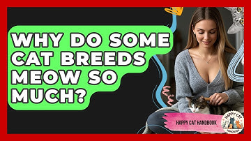 Why Do Some Cat Breeds Meow So Much? - Happy Cat Handbook