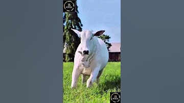 Sapi brahman x limosin #cow #sapimakan #sapi #sapigemuk #cowbrahman #animals #sapilucu