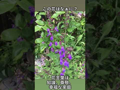 花クイズ この花はなに Youtube