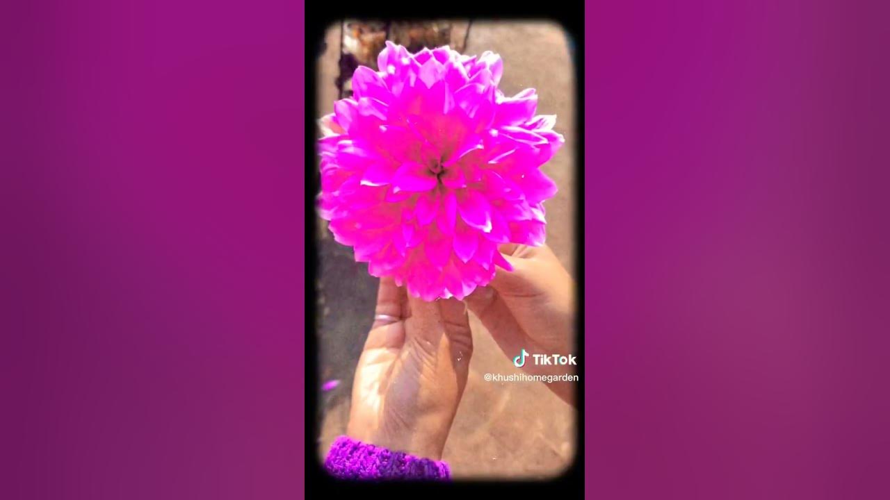 Go Viral with Dahlia Flower Status? SHOCKINGshortsflower YouTube