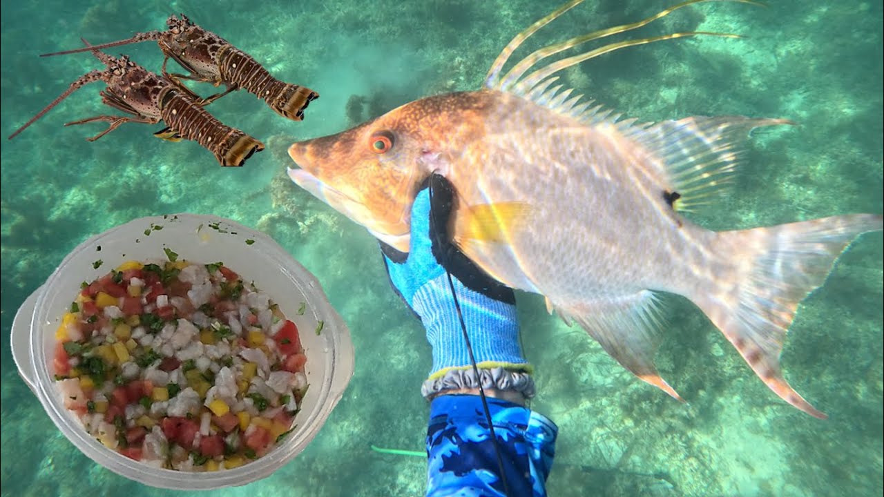 LOBSTERING & SPEARFISHING FLORIDA KEYS DAY 2, HOGFISH CEVICHE