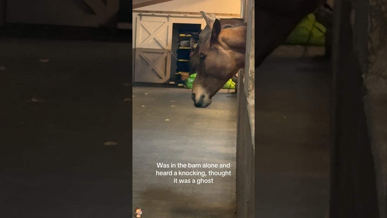 This is a horse… right?🐴❓