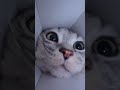 Cat❤️