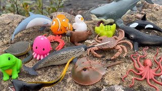 Sea Animal Toys on a Stone Wall