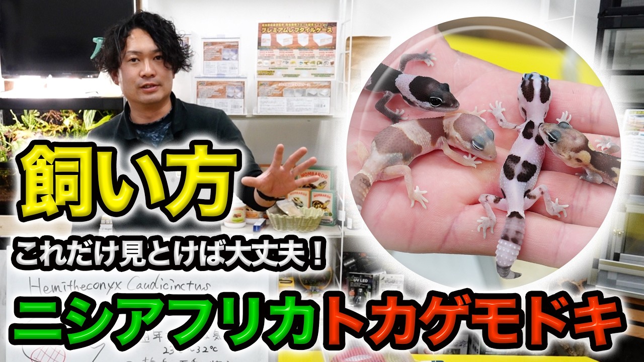 飼い方特集】ニシアフリカトカゲモドキ | 爬虫類倶楽部