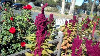Love Lies Bleeding Garden.avi