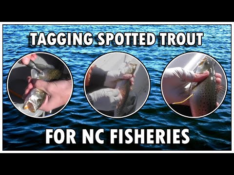 Tagging Spotted Trout