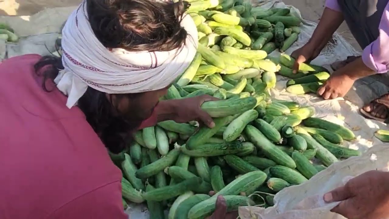 किसान भाई 🥒खीरा की नर्सरी और  बुवाई में अंतर जानेंगे #
