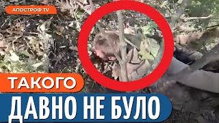 🤡ОКУПАНТ НАПРОСИВСЯ У ПОЛОН / Нічні обстріли: під ударом Запоріжжя та Донеччина