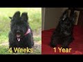 Scottish Terrier (4 Weeks to 1 Year)