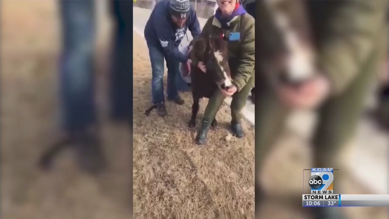 Flooded farm animal rescue