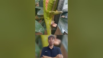 Cận cảnh tắc kè đẻ con trên cây#thế giới động vật#shorts