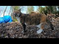 姉猫が妹猫の危機に気付き父が助けに向かいます