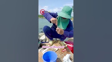 Câu lên con cá đục siêu to cận cảnh gỡ cá đục khủng! #caucabien86 #caduc