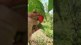 видео: Обрезка и формировка ежевики Блек Джем...Летняя ягода  ремонтантных сортов Примальба , Энросадира. картинка: Обрезка и формировка ежевики Блек Джем...Летняя ягода  ремонтантных сортов Примальба , Энросадира.
