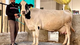 ਘਰੇਲੂ ਸੱਜਣ ਕੋਲ 2 ਵੇਹੜਾ ਇੱਕ ਆਪ ਡੈਨਮਾਰਕ ਦੇ 40420 ਦੀ ਨਾਲ ਪਾਇਪਰ ਦੀ ਵੱਛੀ ਇੱਕ ਪੈਨੀਮੇਕਰ ਦੀ ਪਾਇਪਰ ਤੋਂ ਗੱਬਣ