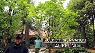 Acer Shirasawanum 'Aureum' Golden Full Moon Large Specimen in Garden! - Japanese Maples