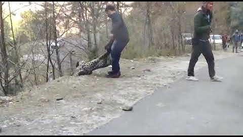Leopard in Tirthan Valley, Banjar Kullu (Himachal) - Part 3