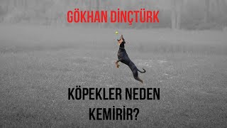 Köpekler Neden Kemirir?