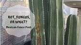 BON233 - Building the Cactus Fence 01 - Whatifwechange.org 
