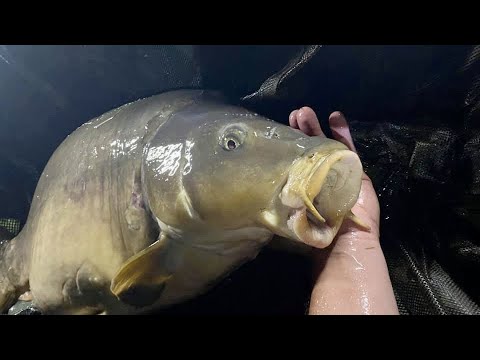 Pêche dans ton lit et attrape des grosses carpes by Carpecanal