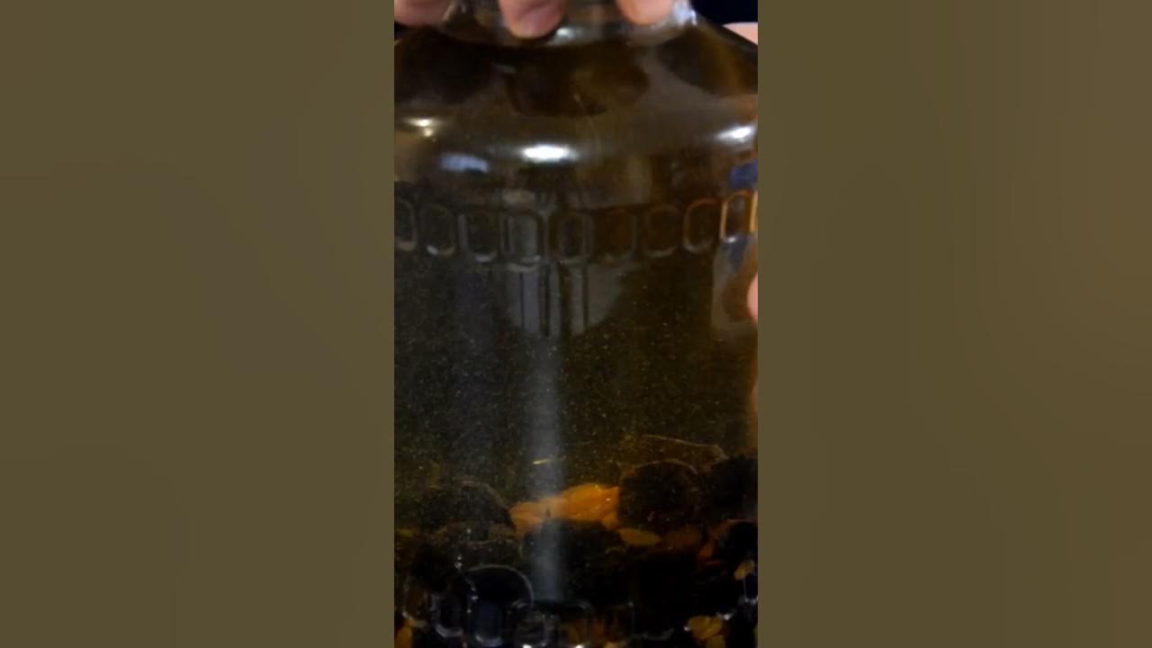 Копченая груша этикетка. Настойка копченая груша. Копчёная груша настойка на самогоне. Настойка копченая груша. Копчёная груша настойка на самогоне.