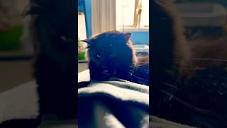 Famous BRO … I’m tryna do the laundry🤦🏼‍♀️🧺🐈‍⬛🫠 #cat #catmom #laundry #youtubeshorts #youtube Wealth