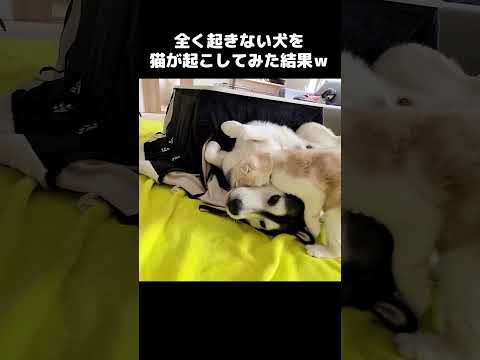 猫が起きない犬を起こしてみた結果こうなったｗ#shorts