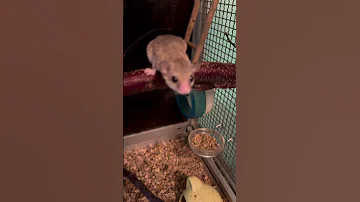Африканские сони