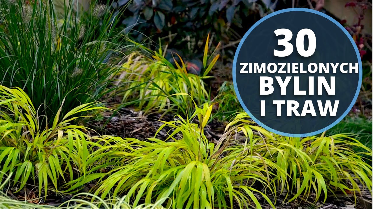 Rośliny ozdobne CAŁY ROK! Rośliny, które warto posadzić w swoim ogrodzie