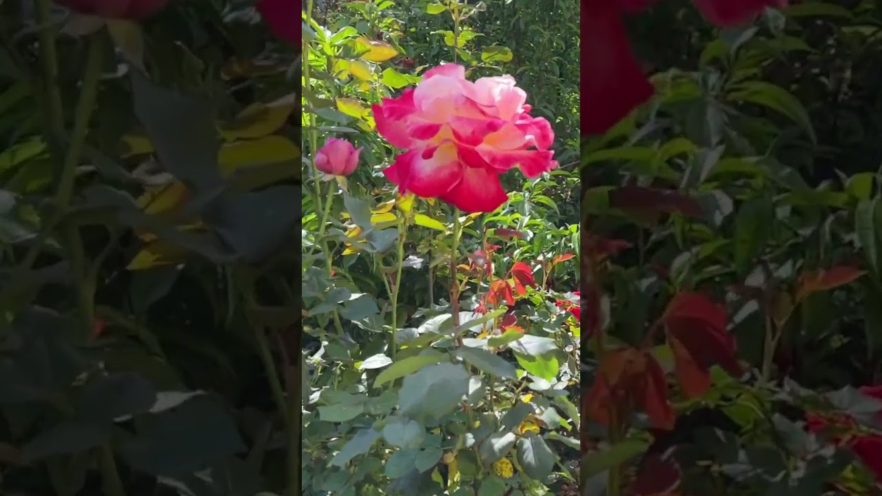 Living in Los Angeles | Growing Flowers at Home 🌱🌸 