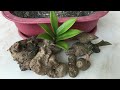 Zz Plant Bulb, Stem &amp; Leaf Propagation in Soil