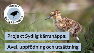 Projekt Sydlig kärrsnäppa: Avel uppfödning och utsläpp