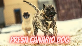 Most dangerous dog in the World (Presa Canario Dog) | Perro de Presa Canario Dog _ Part#2