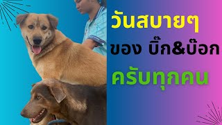 วันสบายๆ ชิลๆ ของหมาบ้านๆ ครับ🐶🐕