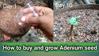 How to buy best Adenium seeds online | gardening hax