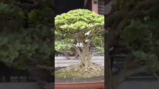 BONSAI KELAS BINTANG