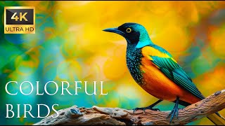 4K Colorful Starling - Beautiful Birds Sound in the Forest | Bird Melodies