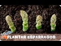 Como Plantar Espárragos En El Huerto || La Huertina De Toni