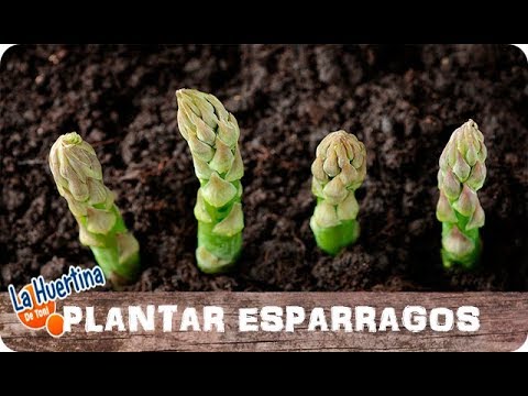 Video: Cultivar Espárragos