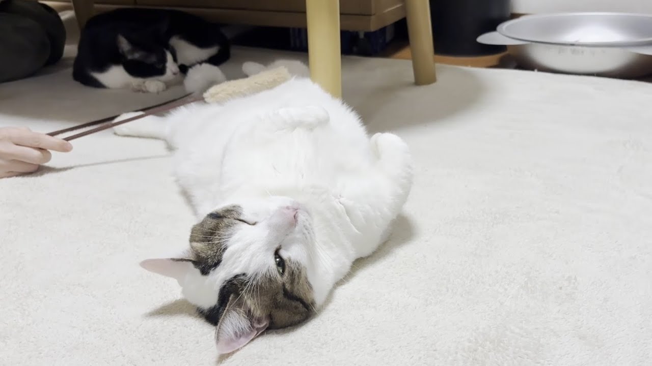 ぼっち猫様 A cat succumbs to the temptation of the heated carpet with just a