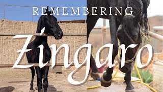 Remembering Zingaro. Most beautiful scenes with him. | Tenerife Horse Rescue