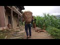 Collecting and carrying maize by using primitive technology || Village life