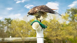 Talons and Turbulence